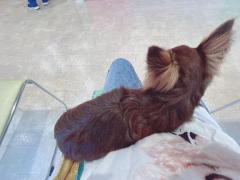 CLUB LUMINE　Haru【ハル】