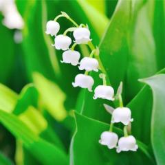 爆安＜元祖＞どすこい倶楽部　★体験みさき★宮崎店