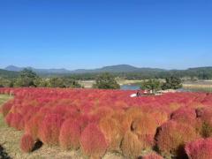 CLUB LUMINE　Haru【ハル】
