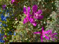 大人の遊園痴「スピーディー」　りつ（敏感で癒し系）