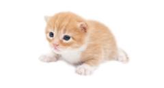 ご主人様いらっしゃい 大分店　神舌ゆい♡最強エロ女（痩せてきた）