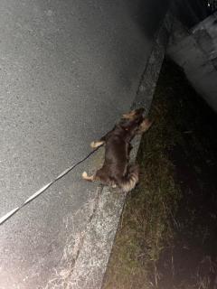 CLUB LUMINE　Haru【ハル】