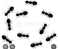 CLUB LUMINE　Haru【ハル】