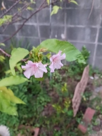 待ちナビ　れみか