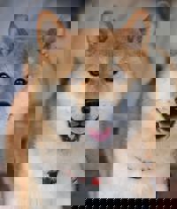 Liberty(リバティ)　あいら♡AIRA