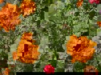 大人の遊園痴「スピーディー」　りつ（敏感で癒し系）