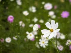 Spica(すぴか)　★かおる★電撃移籍入店決定！