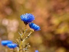 Spica(すぴか)　★かおる★電撃移籍入店決定！