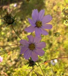 鹿児島天文館デリヘルLOVEVE～ラヴィーヴ～　まき☆沼り注意！潮吹きエロ天使☆