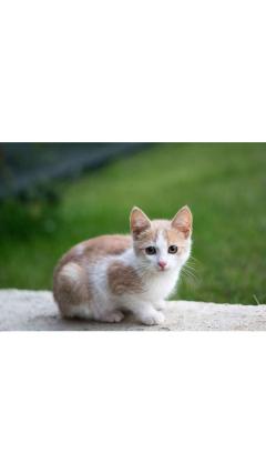 JaPON　茶々ﾁｬﾁｬ