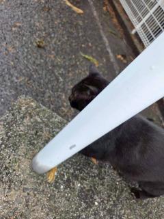 Spica(すぴか)　新★まい★完全業界初！