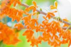 JaPON　澄子ｽﾐｺ良い値！コース