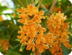 ぷにっ娘　澄子ｽﾐｺ