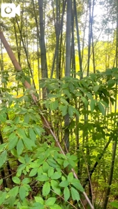 EXE【宮崎店】　るか