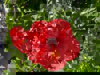 大人の遊園痴「スピーディー」　りつ（敏感で癒し系）