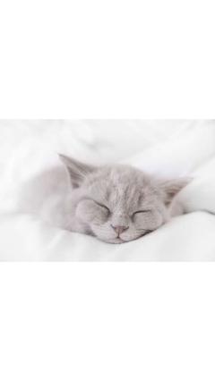 JaPON　茶々ﾁｬﾁｬ