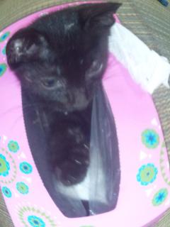 保険屋のおばちゃん　まり