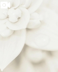 ミセス都城店　しおり【体験入店】