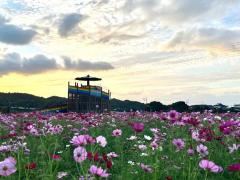 MANIN-ONREIマン淫御礼　風月（ふづき）色白巨乳美人