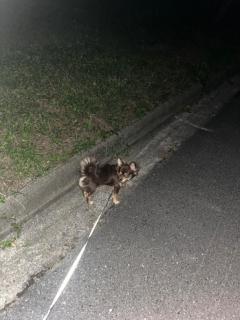 CLUB LUMINE　Haru【ハル】