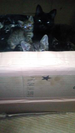 保険屋のおばちゃん　まり