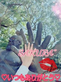 MICHELIN ミシュラン　サクラSakura