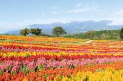 BLUE MOON cafe　花奈(かな)エロぽちゃ