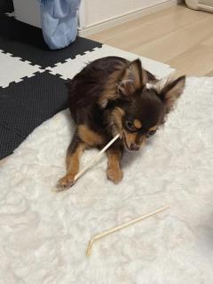 CLUB LUMINE　Haru【ハル】