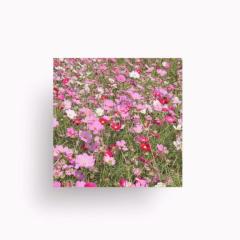 CLUB LUMINE　Mashiro【ましろ】