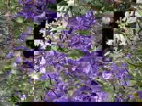 大人の遊園痴「スピーディー」　りつ（敏感で癒し系）