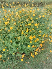 鹿児島ちゃんこ薩摩川内店　せいこ