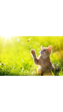 JaPON　茶々ﾁｬﾁｬ