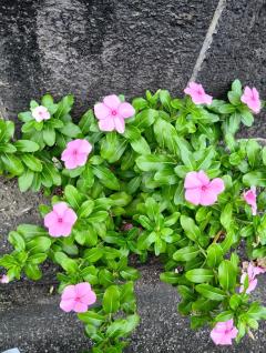 ご主人様いらっしゃい 大分店　ｳﾒ♡すご技テクニシャ