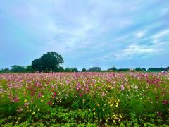 鹿児島ちゃんこ 天文館店　さくら