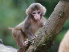 鹿児島ちゃんこ 天文館店　さくら