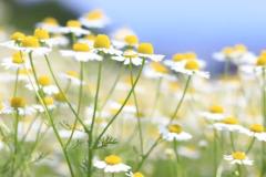 JaPON　環菜ｶﾝﾅ