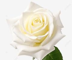 clubNOA ◆れいか◆