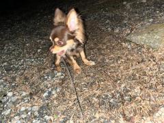 CLUB LUMINE　Haru【ハル】