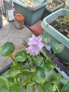 保険屋のおばちゃん　まり