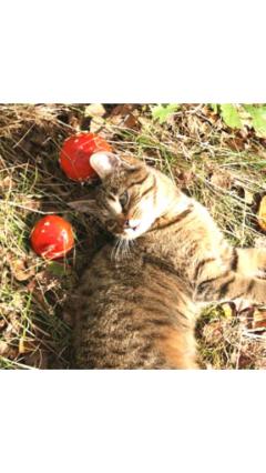 JaPON　茶々ﾁｬﾁｬ