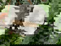 大人の遊園痴「スピーディー」　りつ（敏感で癒し系）