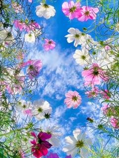 春夏秋冬を感じられる日本??