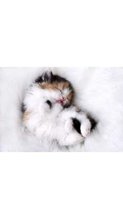 JaPON　茶々ﾁｬﾁｬ