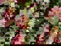 大人の遊園痴「スピーディー」　りつ（敏感で癒し系）