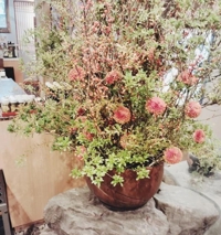 鹿児島ちゃんこ薩摩川内店　せいこ