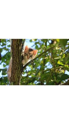 JaPON　茶々ﾁｬﾁｬ