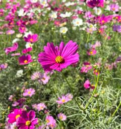 鹿児島天文館デリヘルLOVEVE～ラヴィーヴ～　まき☆沼り注意！潮吹きエロ天使☆