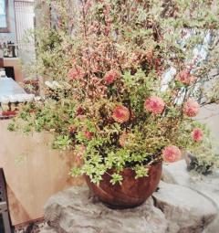 鹿児島ちゃんこ薩摩川内店　せいこ