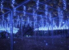 鹿児島ちゃんこ薩摩川内店　きなこ