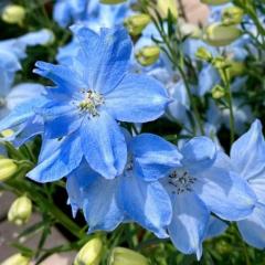 clubNOA ◆れいか◆